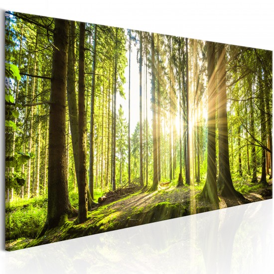 Canvas Print - Daylight