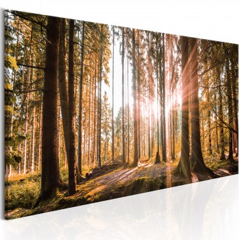 Canvas Print - Small Natural Wonders 