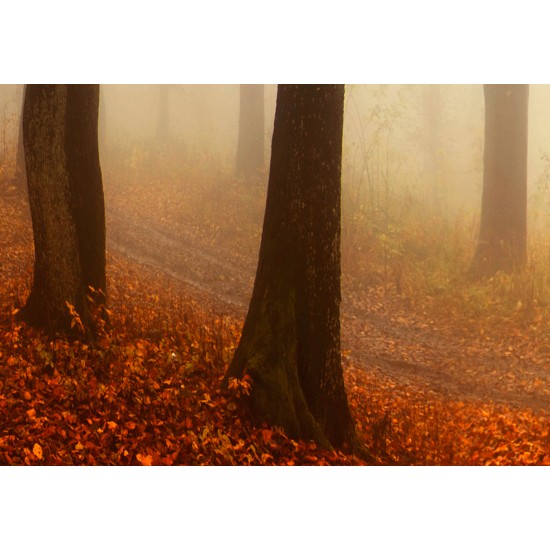 Canvas Print - Morning Fog